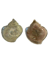Load image into Gallery viewer, Resin Shell Dishes
