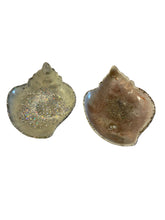 Load image into Gallery viewer, Resin Shell Dishes
